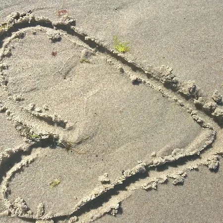 Strandlaeufer