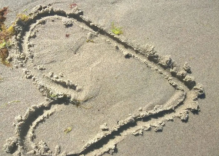 Strandlaeufer